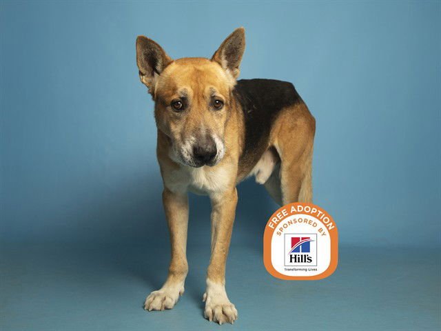 OSO - German Shepherd Dog available for adoption