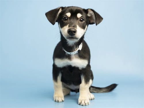 FAYE - German Shepherd Dog available for adoption