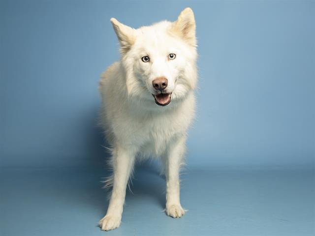 SUKI - Siberian Husky available for adoption