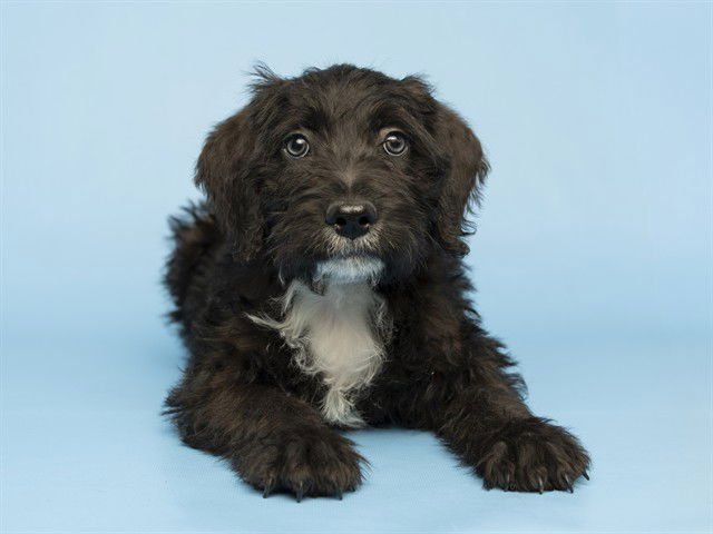 THEO - Poodle (Standard) / Schnauzer available for adoption