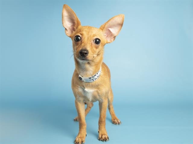 TAQUITO - Chihuahua available for adoption