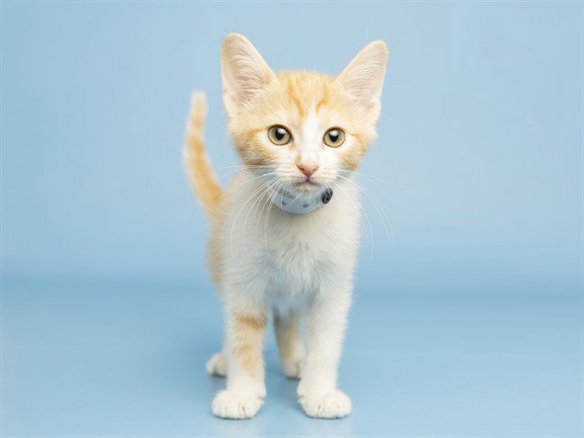 MOCHI Image