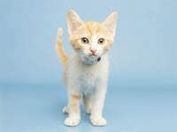 MOCHI - Photo 1