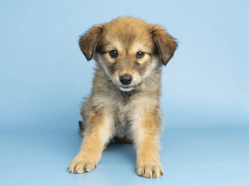 CHANEL - Australian Shepherd available for adoption