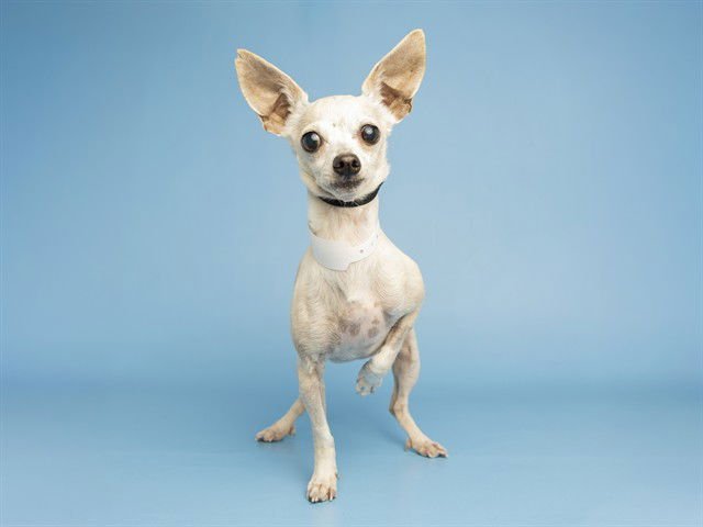 DANDI - Chihuahua available for adoption