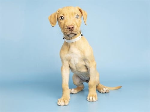 PHOENIX - American Pit Bull Terrier available for adoption