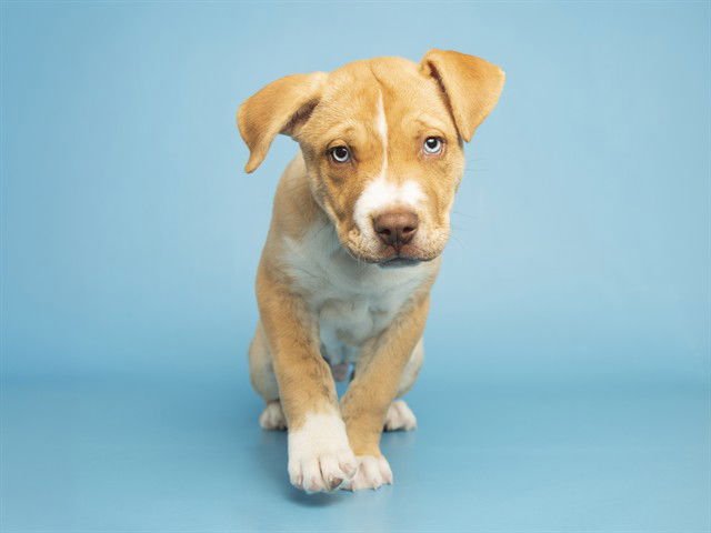 TARO - American Pit Bull Terrier available for adoption