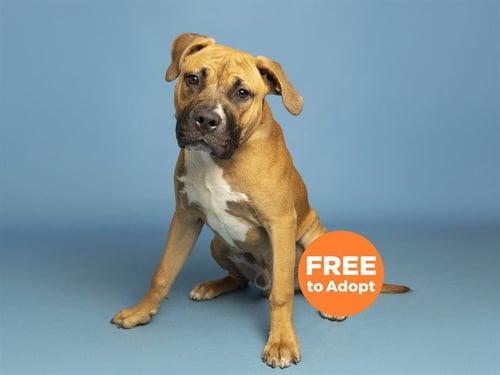 MYRON - American Pit Bull Terrier available for adoption