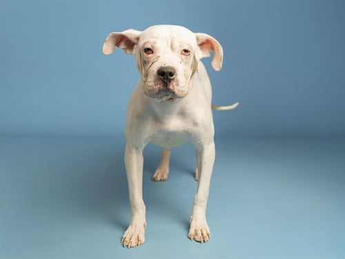 PRINCESS - American Pit Bull Terrier / Chinese Shar-Pei available for adoption