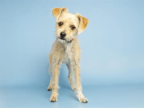 KELSEY - Cairn Terrier available for adoption
