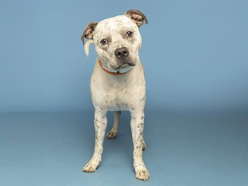 BENJI - American Pit Bull Terrier available for adoption