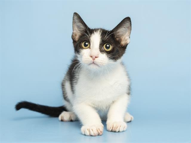 ROBIN - Domestic Short Hair available for adoption