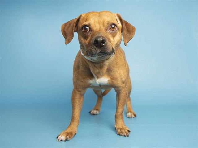 ROMEO - Beagle available for adoption