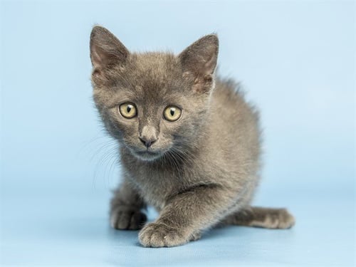 LONDON FOG - Domestic Short Hair available for adoption