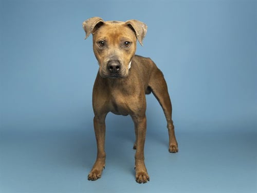 HENRY - American Pit Bull Terrier available for adoption