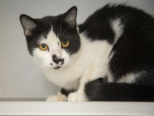 INKY - Domestic Short Hair for adoption in Phoenix