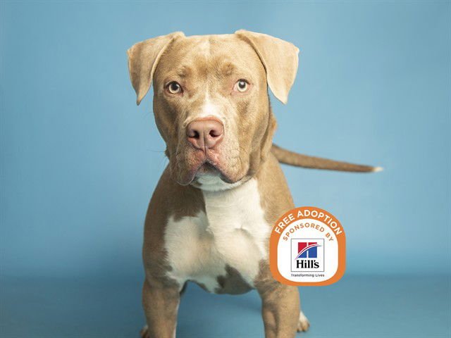 GOOBER - American Pit Bull Terrier available for adoption