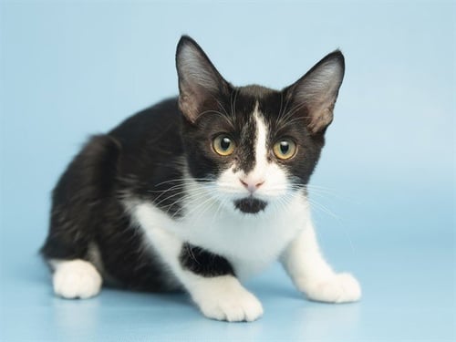 MARY KATE - Domestic Short Hair for adoption in Phoenix