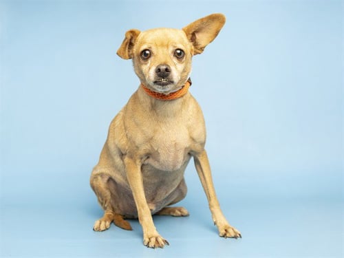 COLBY - Chihuahua available for adoption