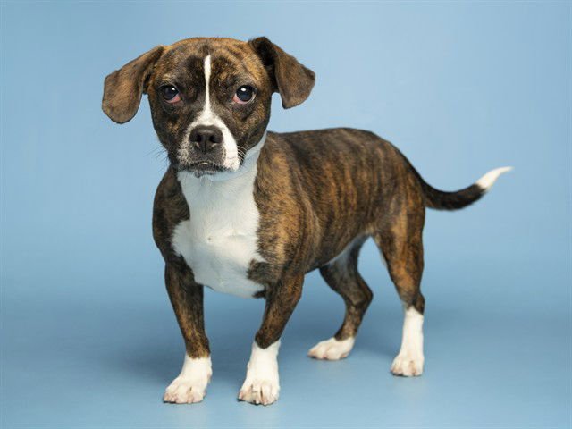 ROSIE - Beagle available for adoption