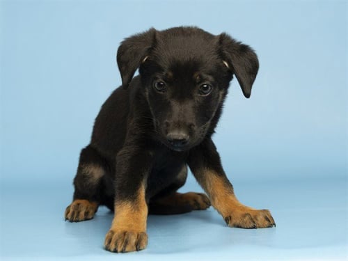 BEEMO - Beauceron available for adoption