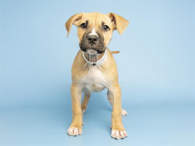 DEMI - American Pit Bull Terrier available for adoption