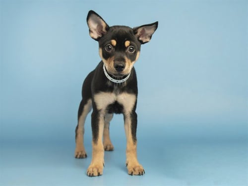 XADER - Chihuahua available for adoption
