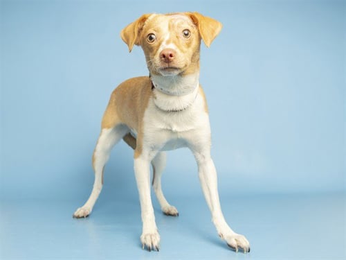 FUNKY - Chihuahua available for adoption