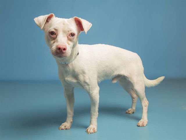 SUSHI - Chihuahua available for adoption