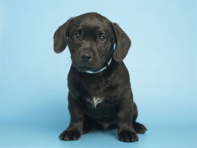 APPLE - American Pit Bull Terrier / Shih Tzu available for adoption