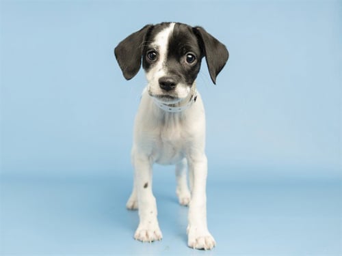 POCHACO - Chihuahua available for adoption