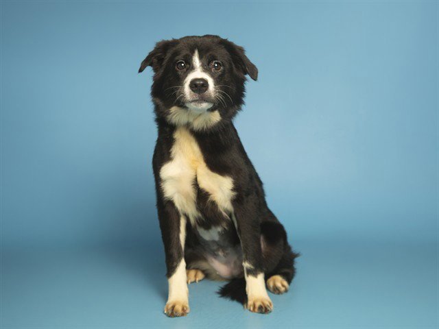 RAVEN - Australian Shepherd / Husky available for adoption