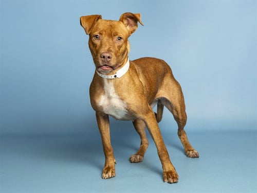 HERO - American Pit Bull Terrier available for adoption