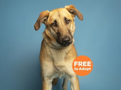 KONA - Black Mouth Cur available for adoption