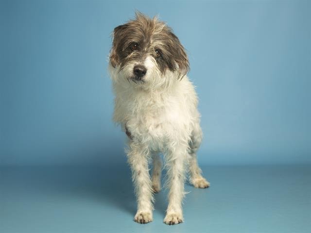 WINSTON - Irish Terrier available for adoption