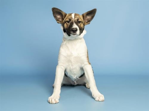 CIRCUIT - Australian Cattle Dog/Blue Heeler available for adoption