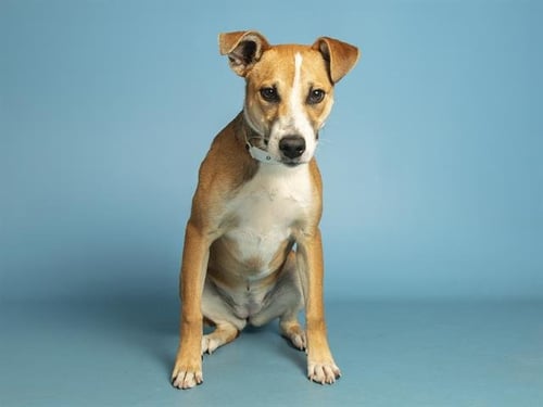 CASSIE - American Pit Bull Terrier available for adoption