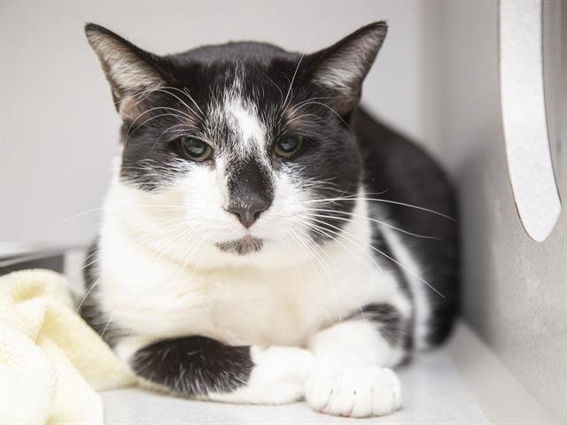 BABY - Domestic Short Hair available for adoption