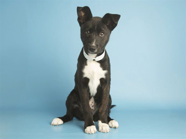 SADIE - Australian Cattle Dog/Blue Heeler available for adoption