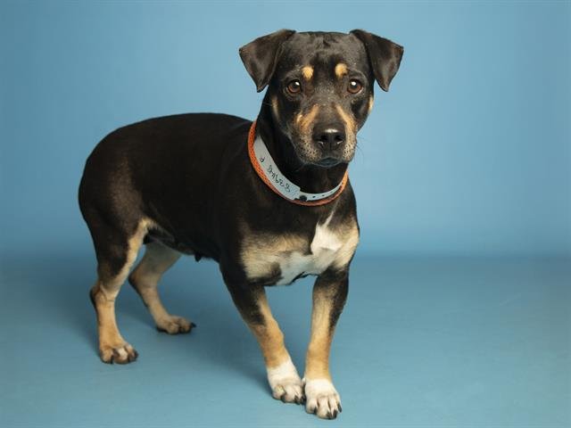 BANANA - Chihuahua available for adoption