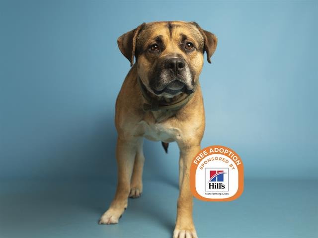 RICKY - Bullmastiff available for adoption