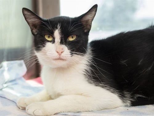 SUSHI - Domestic Short Hair available for adoption