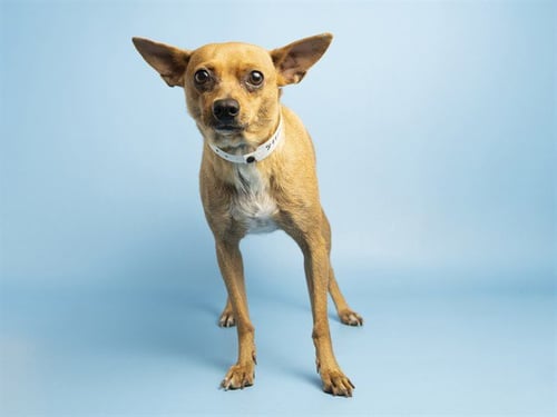 ROSIE - Chihuahua available for adoption