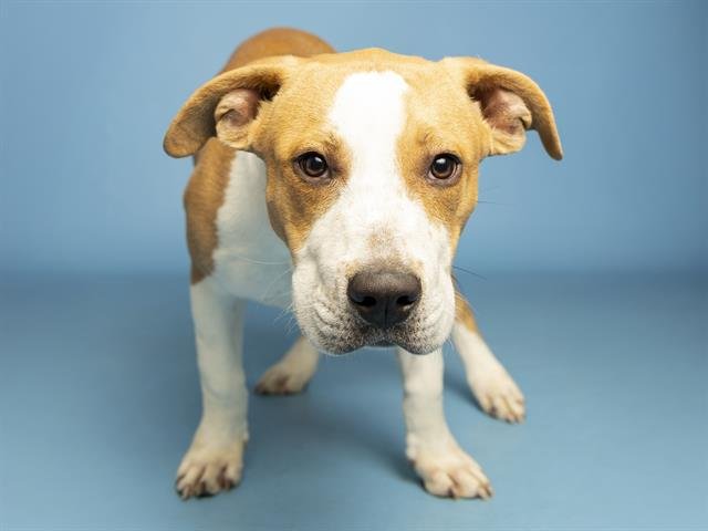 BABY - American Pit Bull Terrier available for adoption