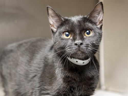 ETHEL - Domestic Short Hair for adoption in Phoenix