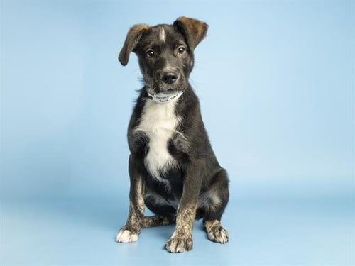BARK TWAIN - American Pit Bull Terrier available for adoption