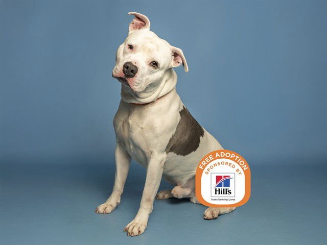 PETEY - American Pit Bull Terrier available for adoption