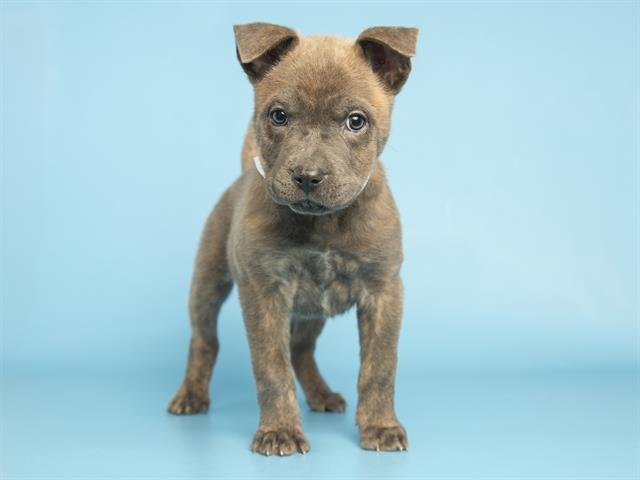 PEPPA - Chinese Shar-Pei available for adoption