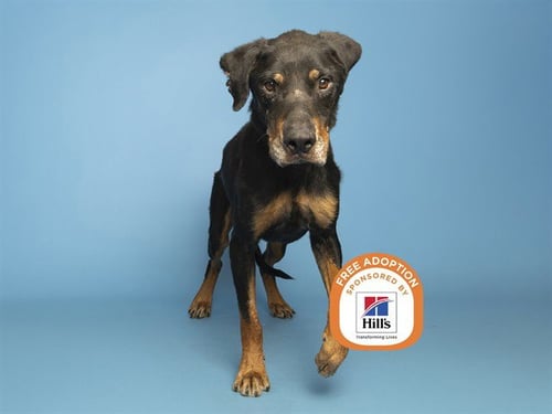 CANDY BAR - Rottweiler available for adoption