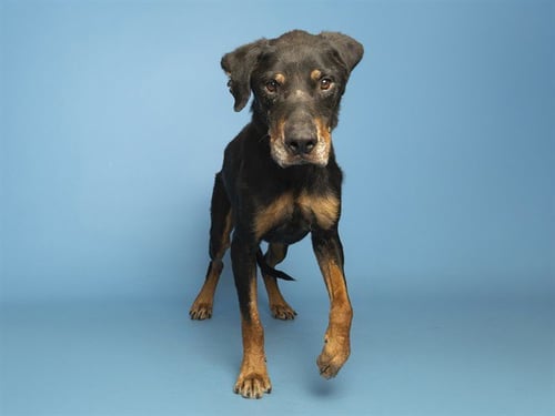 CANDY BAR - Doberman Pinscher available for adoption
